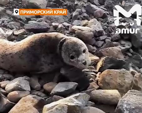 Чудесная история: во Владивостоке спасли детёныша тюленя