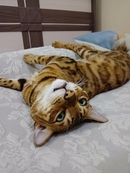 Сегодня День уважения кошки: знакомимся с питомцами редакции Амур.инфо