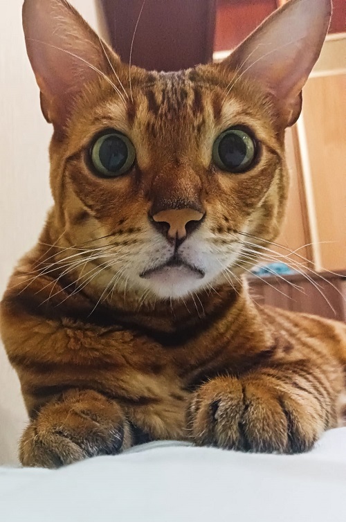 Сегодня День уважения кошки: знакомимся с питомцами редакции Амур.инфо