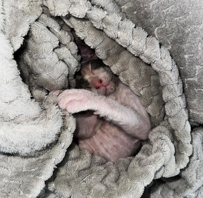 Сегодня День уважения кошки: знакомимся с питомцами редакции Амур.инфо