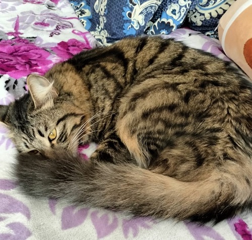 Сегодня День уважения кошки: знакомимся с питомцами редакции Амур.инфо