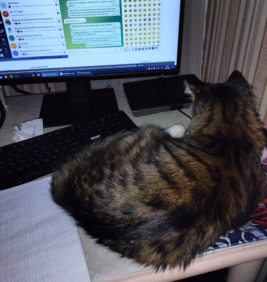 Сегодня День уважения кошки: знакомимся с питомцами редакции Амур.инфо