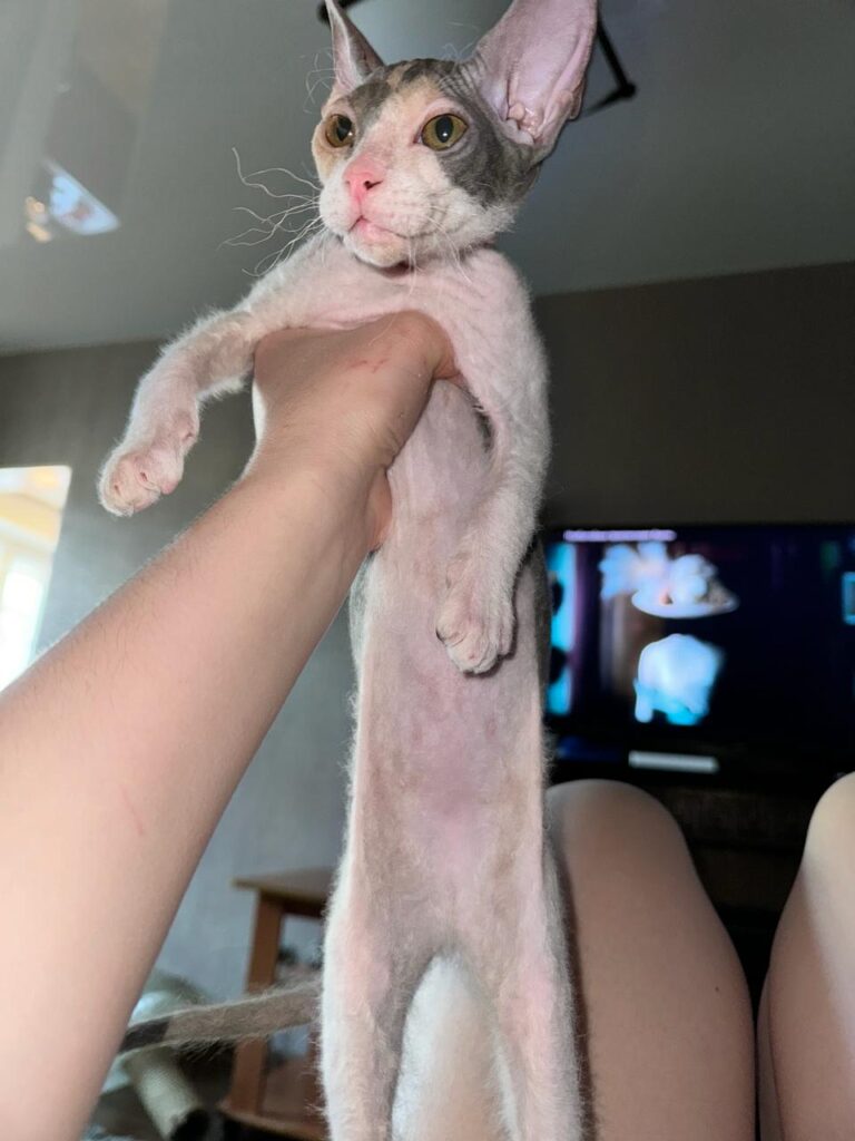 Сегодня День уважения кошки: знакомимся с питомцами редакции Амур.инфо