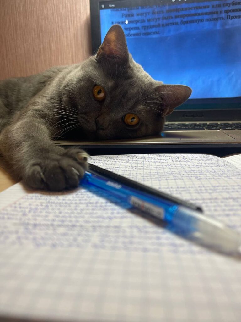 Сегодня День уважения кошки: знакомимся с питомцами редакции Амур.инфо