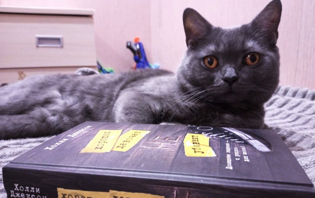 Сегодня День уважения кошки: знакомимся с питомцами редакции Амур.инфо