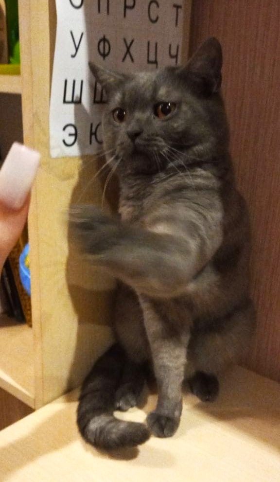 Сегодня День уважения кошки: знакомимся с питомцами редакции Амур.инфо