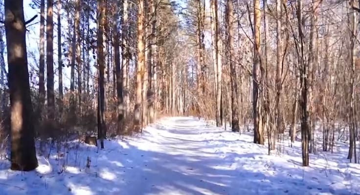 дендрарий Свободного