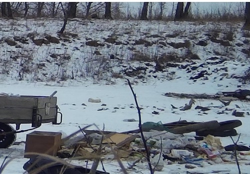 Фотоловушка зафиксировала представителя вида «амурчанин нечистоплотный» 