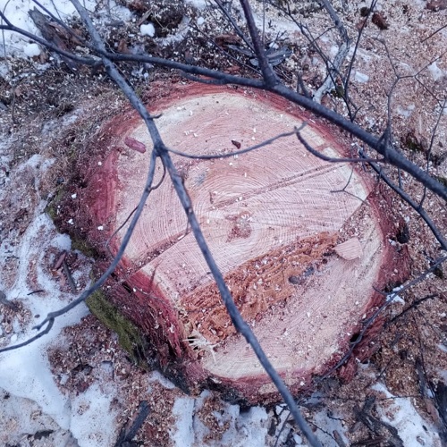 «Это кощунство»: жители Зеи встали на защиту многолетней рощи, попавшей под топор