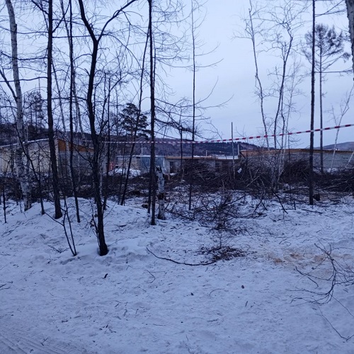 «Это кощунство»: жители Зеи встали на защиту многолетней рощи, попавшей под топор