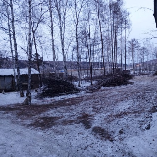 «Это кощунство»: жители Зеи встали на защиту многолетней рощи, попавшей под топор