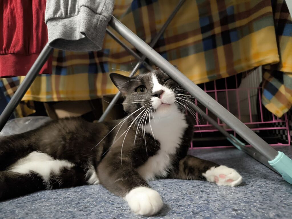 Сегодня День уважения кошки: знакомимся с питомцами редакции Амур.инфо