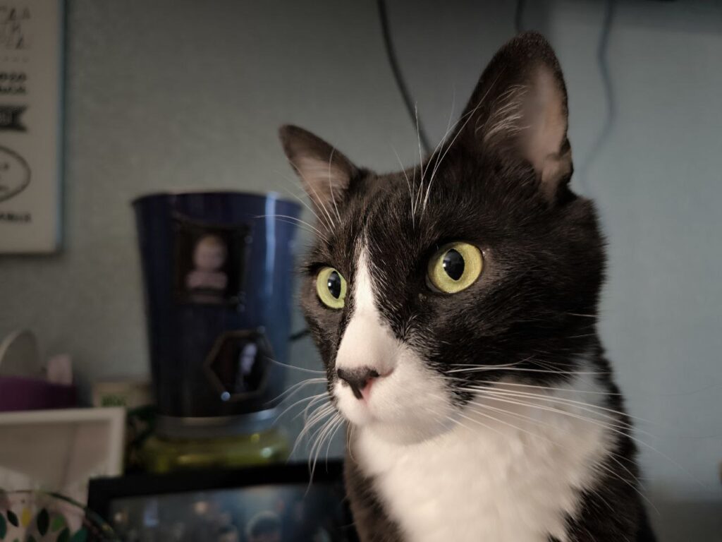 Сегодня День уважения кошки: знакомимся с питомцами редакции Амур.инфо