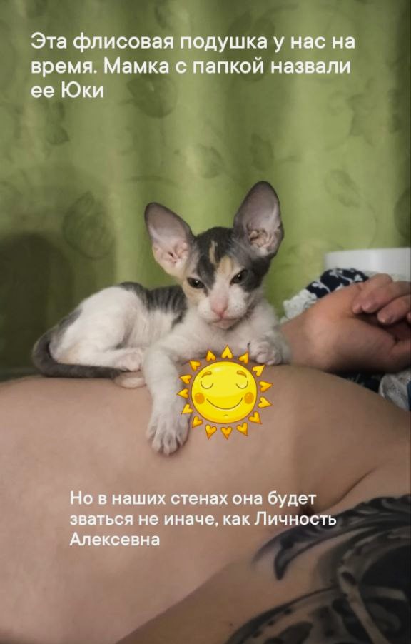 Сегодня День уважения кошки: знакомимся с питомцами редакции Амур.инфо