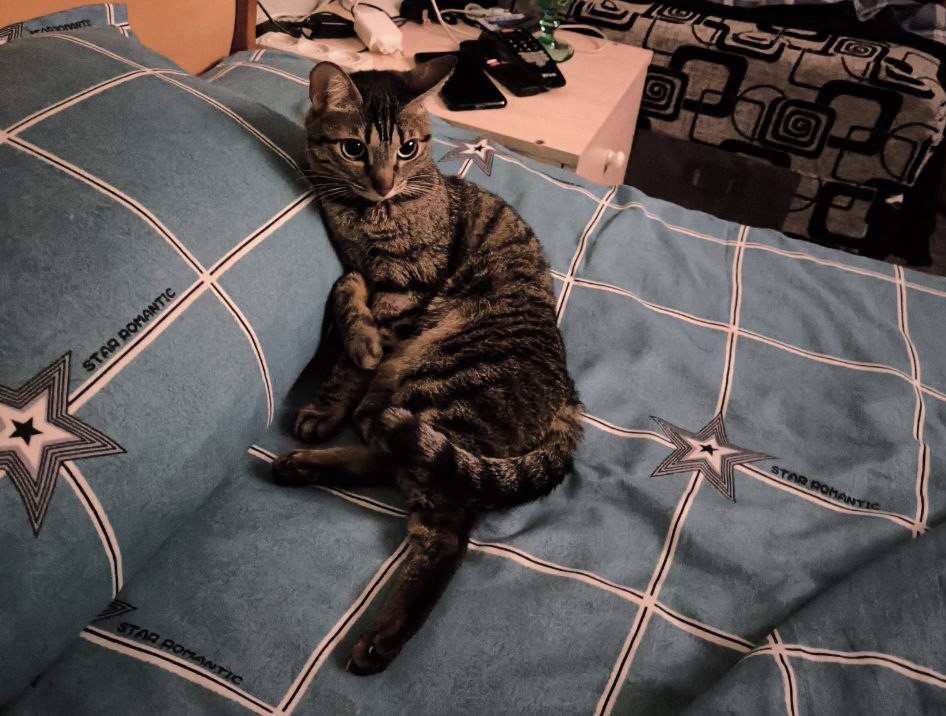 Сегодня День уважения кошки: знакомимся с питомцами редакции Амур.инфо