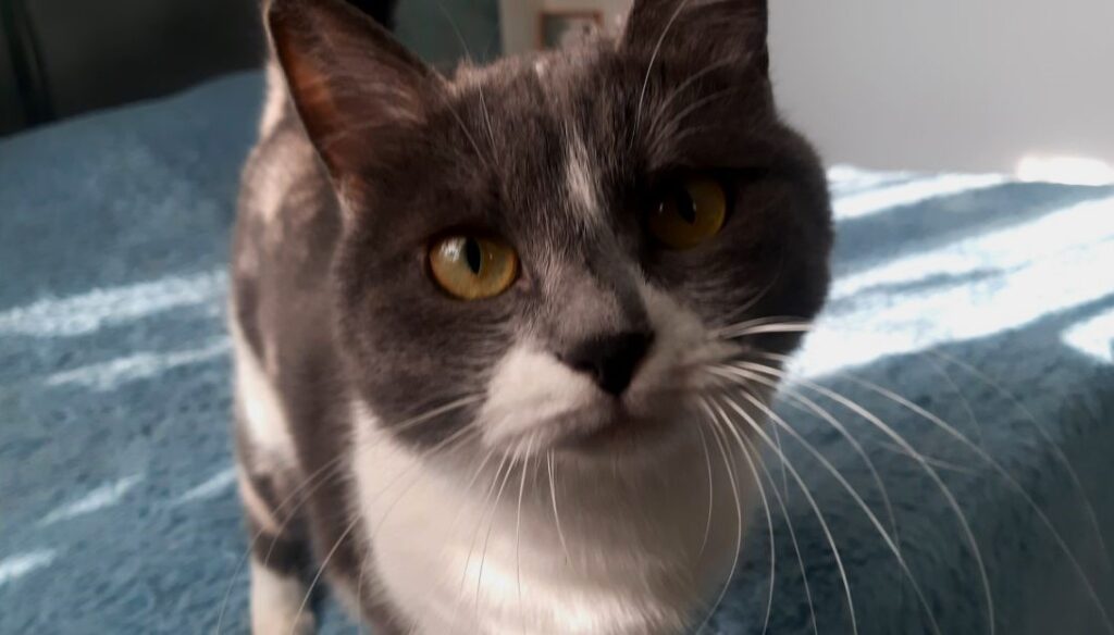 Сегодня День уважения кошки: знакомимся с питомцами редакции Амур.инфо