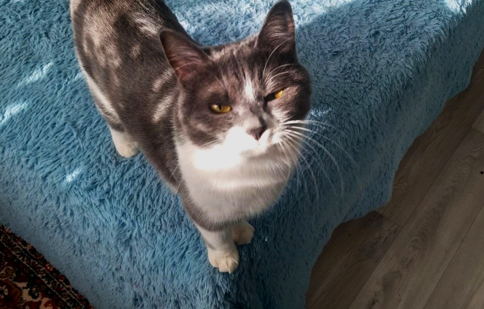 Сегодня День уважения кошки: знакомимся с питомцами редакции Амур.инфо