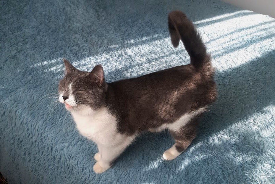 Сегодня День уважения кошки: знакомимся с питомцами редакции Амур.инфо