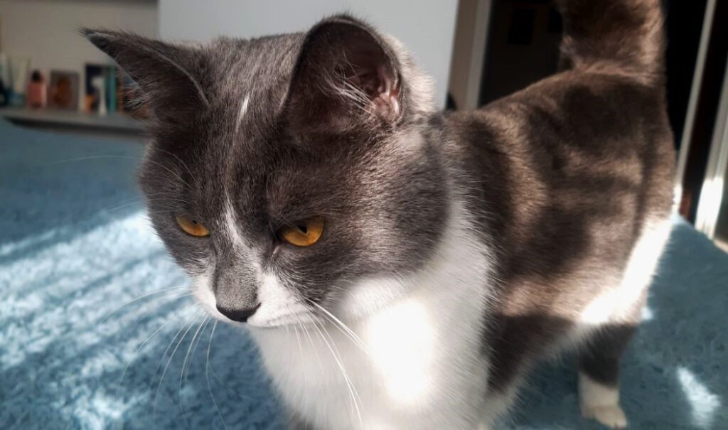 Сегодня День уважения кошки: знакомимся с питомцами редакции Амур.инфо