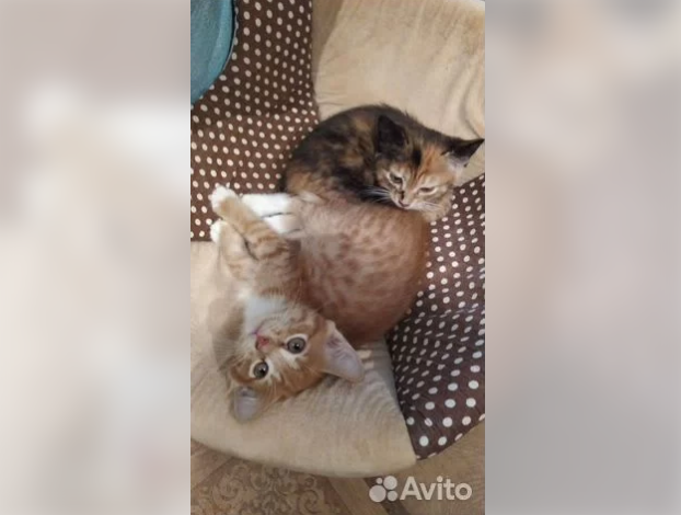 Зачем покупать, если можно взять: что и кого в Благовещенска отдают бесплатно