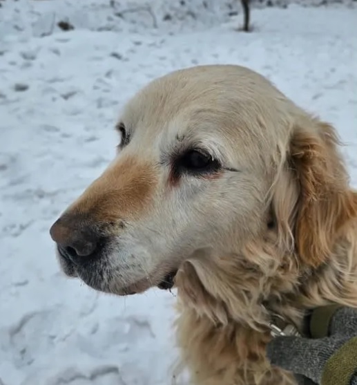 Зачем покупать, если можно взять: что и кого в Благовещенска отдают бесплатно