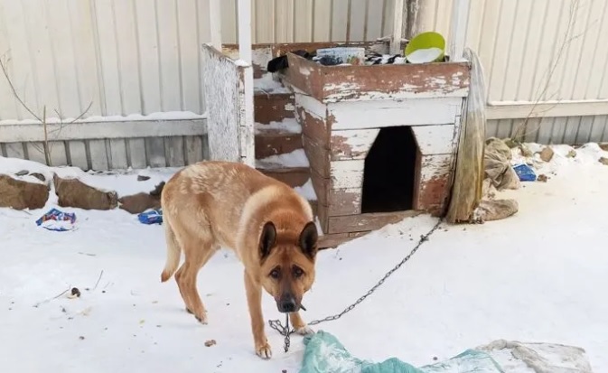 Зачем покупать, если можно взять: что и кого в Благовещенска отдают бесплатно