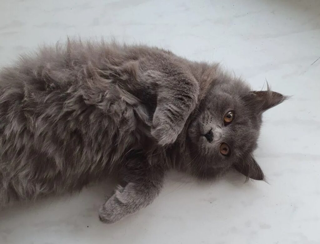 Зачем покупать, если можно взять: что и кого в Благовещенска отдают бесплатно