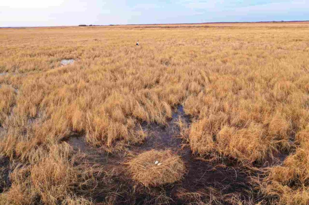 гнездо, журавли