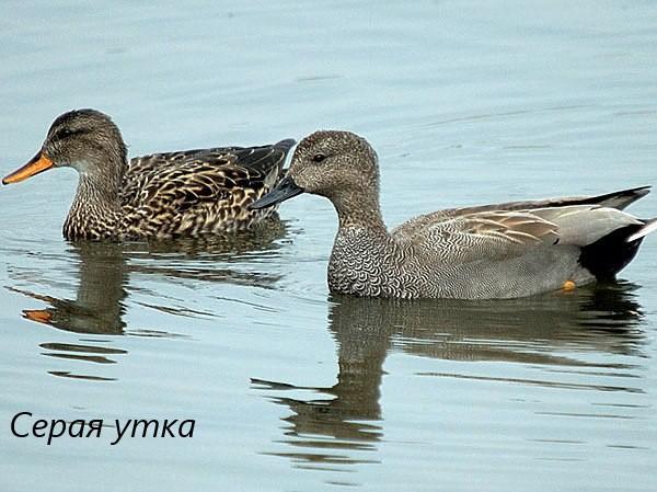 Топ-8 редких уток Приамурья: их «обидчики» могут дорого заплатить