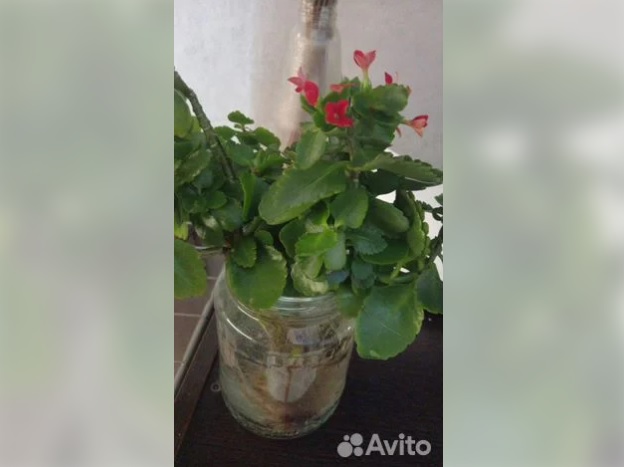 Зачем покупать, если можно взять: что и кого в Благовещенска отдают бесплатно