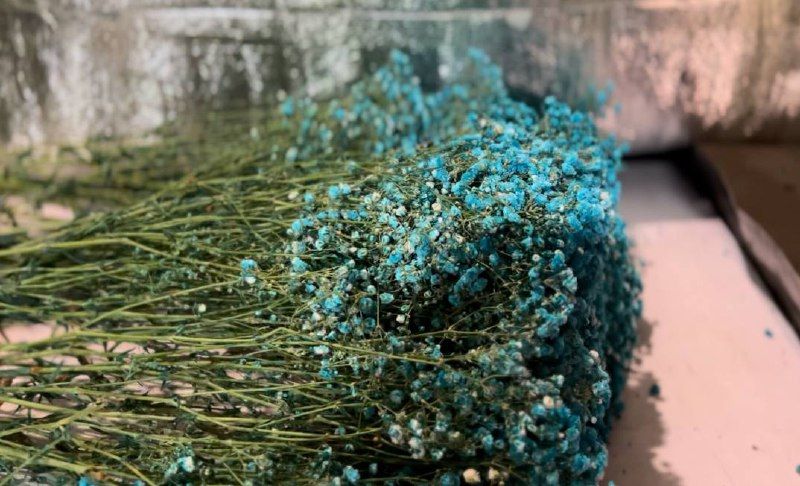 Незабудки из Китая: 120 кило цветов завезли в Приамурье из Поднебесной 
