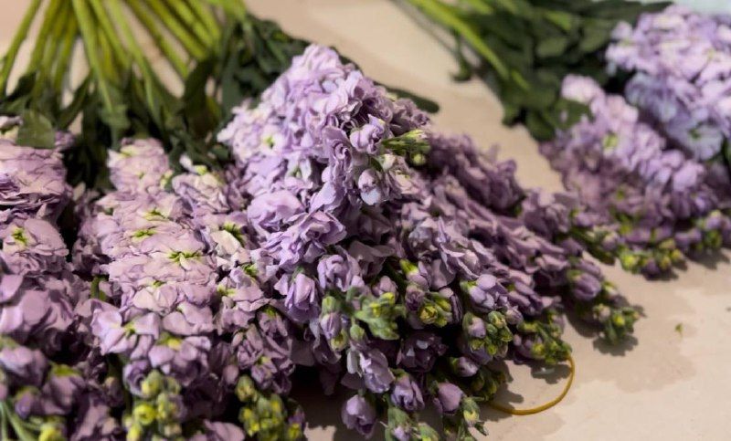 Незабудки из Китая: 120 кило цветов завезли в Приамурье из Поднебесной 
