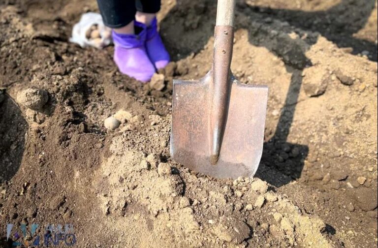 пора ли садить картошку?