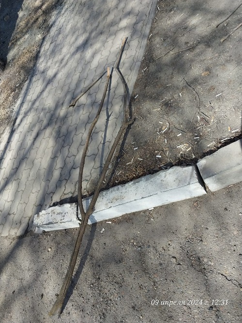 На грани падения: «домокловы» деревья нависли над благовещенцами