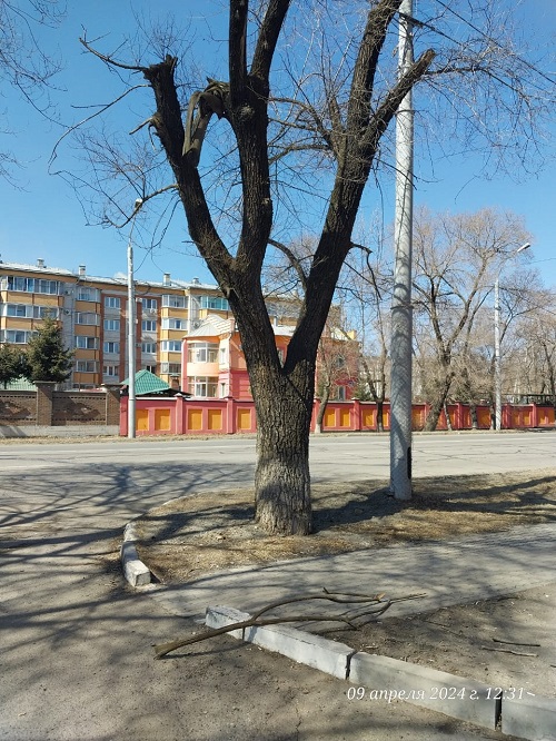 На грани падения: «домокловы» деревья нависли над благовещенцами