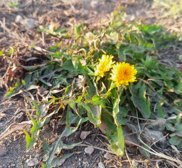 Весна пришла: в Приамурье заметили первых бабочек