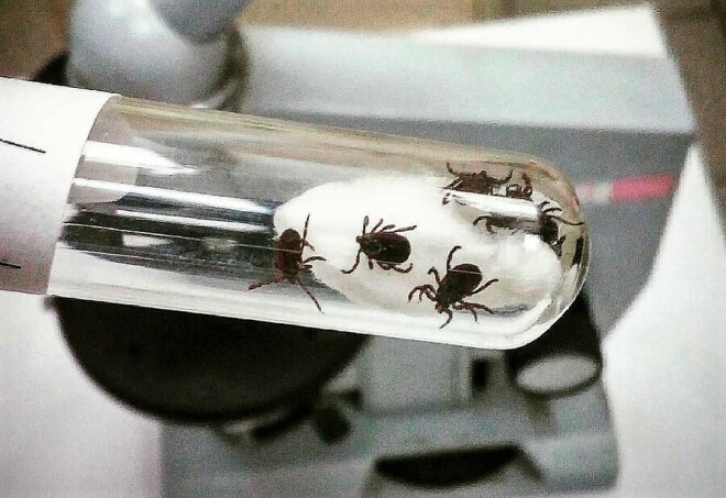 клещи