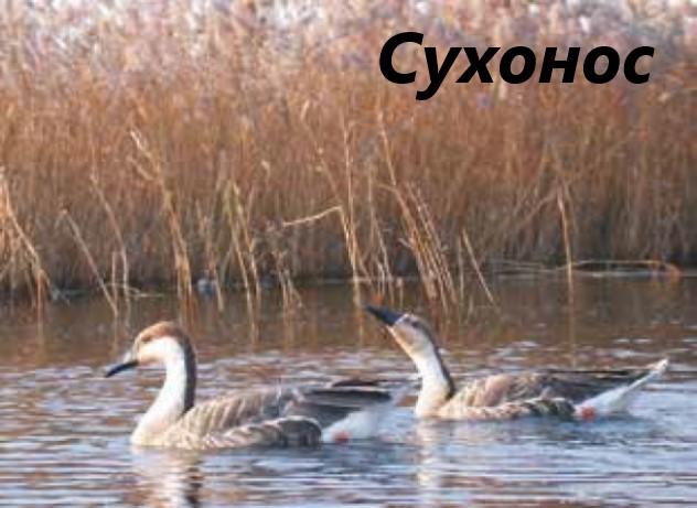 Топ-8 редких уток Приамурья: их «обидчики» могут дорого заплатить