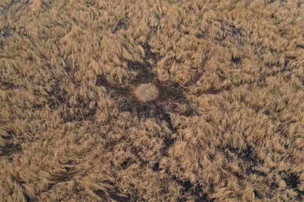 гнездо, журавли