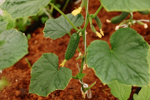 Овощи для амурчан начали выращивать в уникальном био-вегетарии