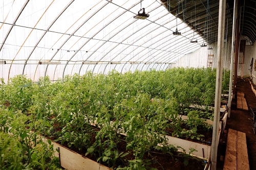 Овощи для амурчан начали выращивать в уникальном био-вегетарии