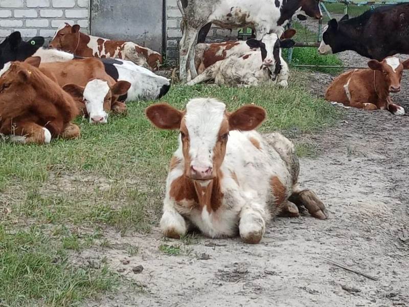 Ветеран СВО из Приамурья занялся молочным животноводством