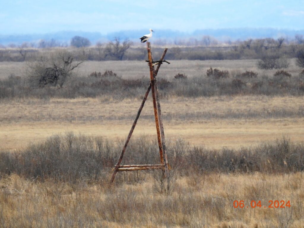 Танец на троих «разучили» журавли в амурском парке