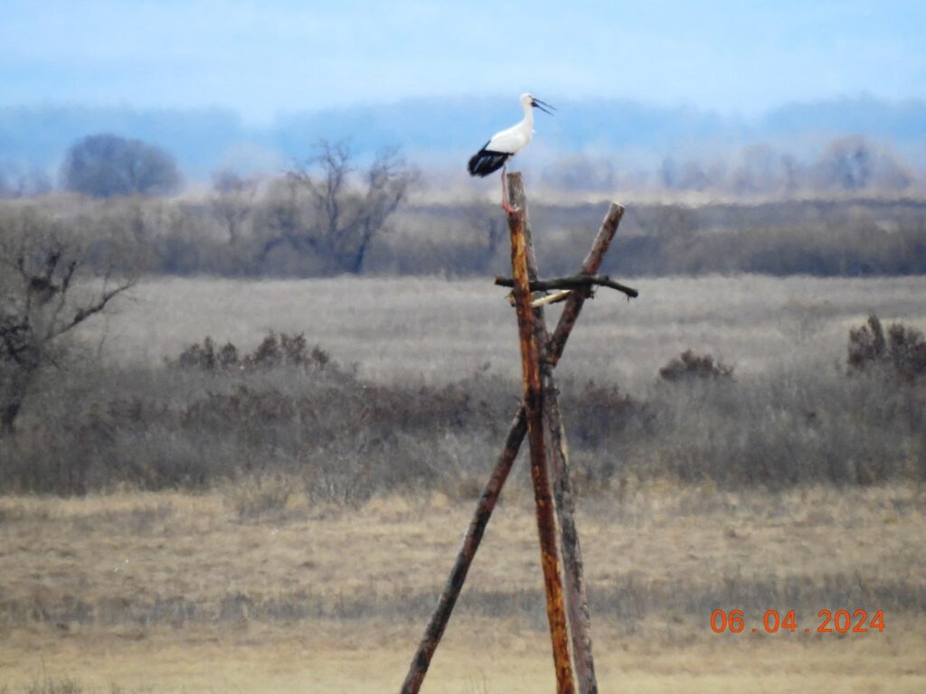 Танец на троих «разучили» журавли в амурском парке