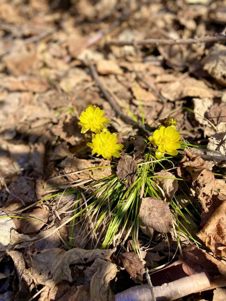 В Амурской области сфотографировали первоцветы