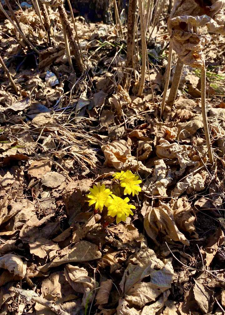 В Амурской области сфотографировали первоцветы