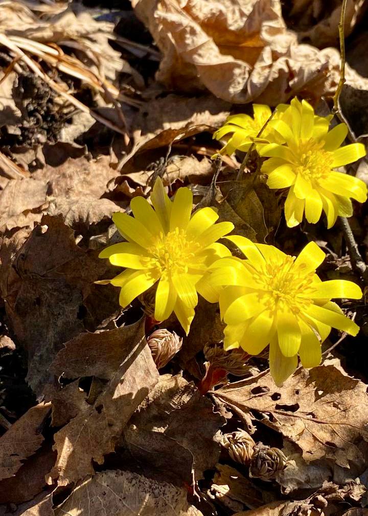 В Амурской области сфотографировали первоцветы
