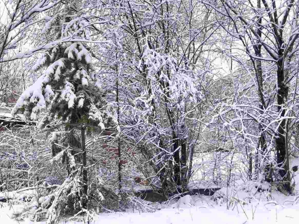 Фото: администрация Тынды