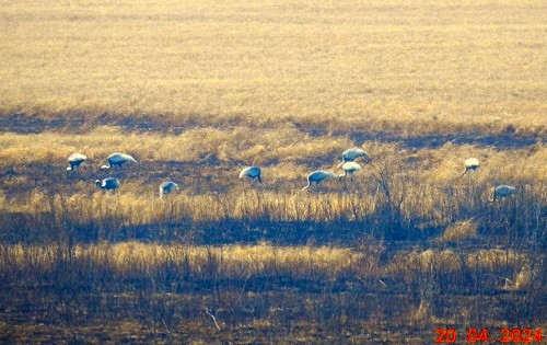 «Успевай объектив поворачивать»: птицы Приамурья удивили москвичей