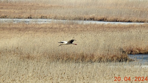 «Успевай объектив поворачивать»: птицы Приамурья удивили москвичей